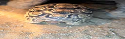 Tortoise reptiles for sale: Two Leopard Tortoise with setup - Advert 6