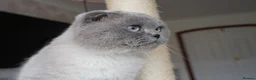 Scottish Fold cats for sale: 💙Handsome Scottish Fold💙 - Advert 5