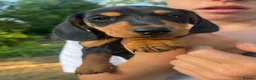 Miniature Dachshund dogs for sale: Beautiful miniature dachshund puppies - Advert 29