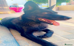 German Shepherd dogs for sale: Black Working Line German Shepherd Puppies - Image 12