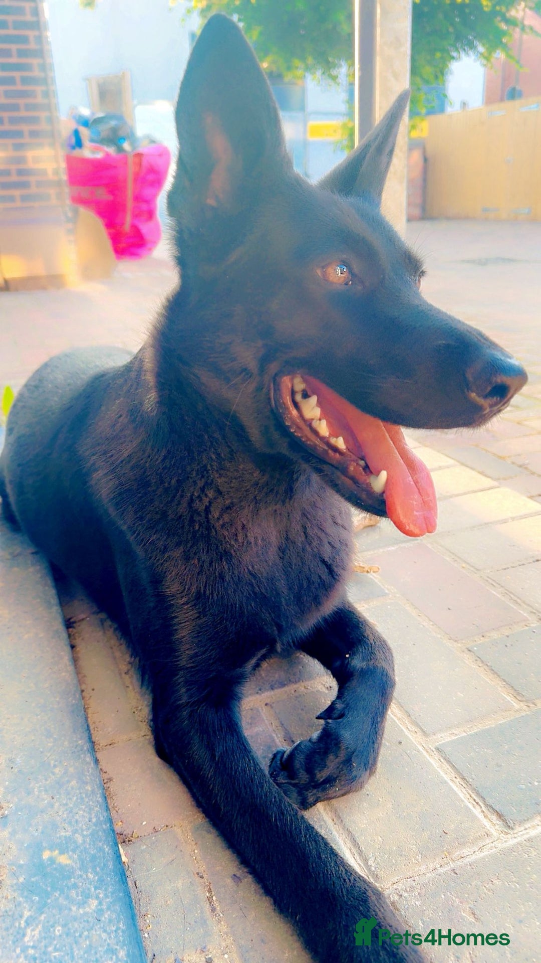 German Shepherd dogs for sale: Black Working Line German Shepherd Puppies - Image 12