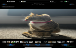 Mixed Breed cats for sale: Rehome for cats  - Image 7