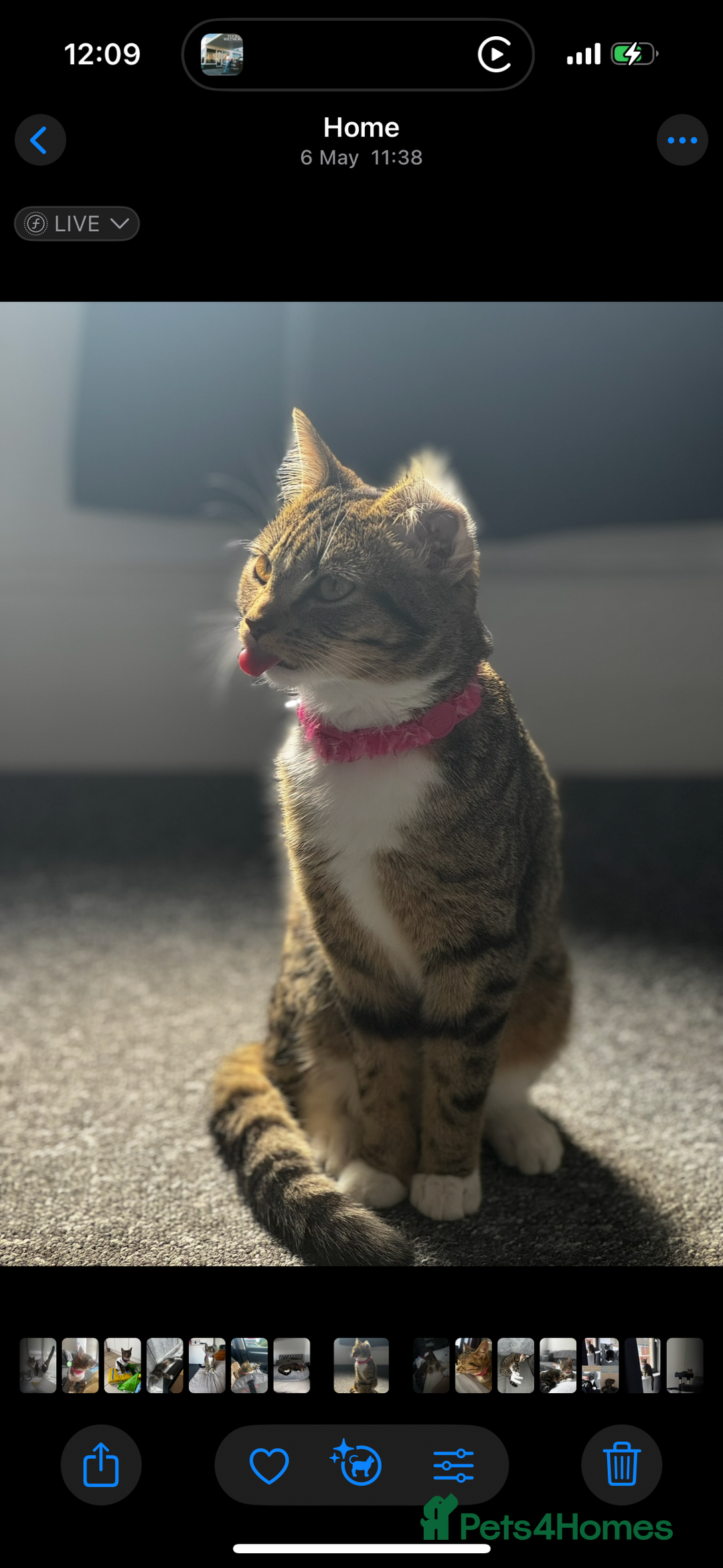 Mixed Breed cats for sale: Rehome for cats  - Image 7