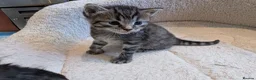 Mixed Breed cats for sale: Maine Coon x British Shorthair - Advert 2