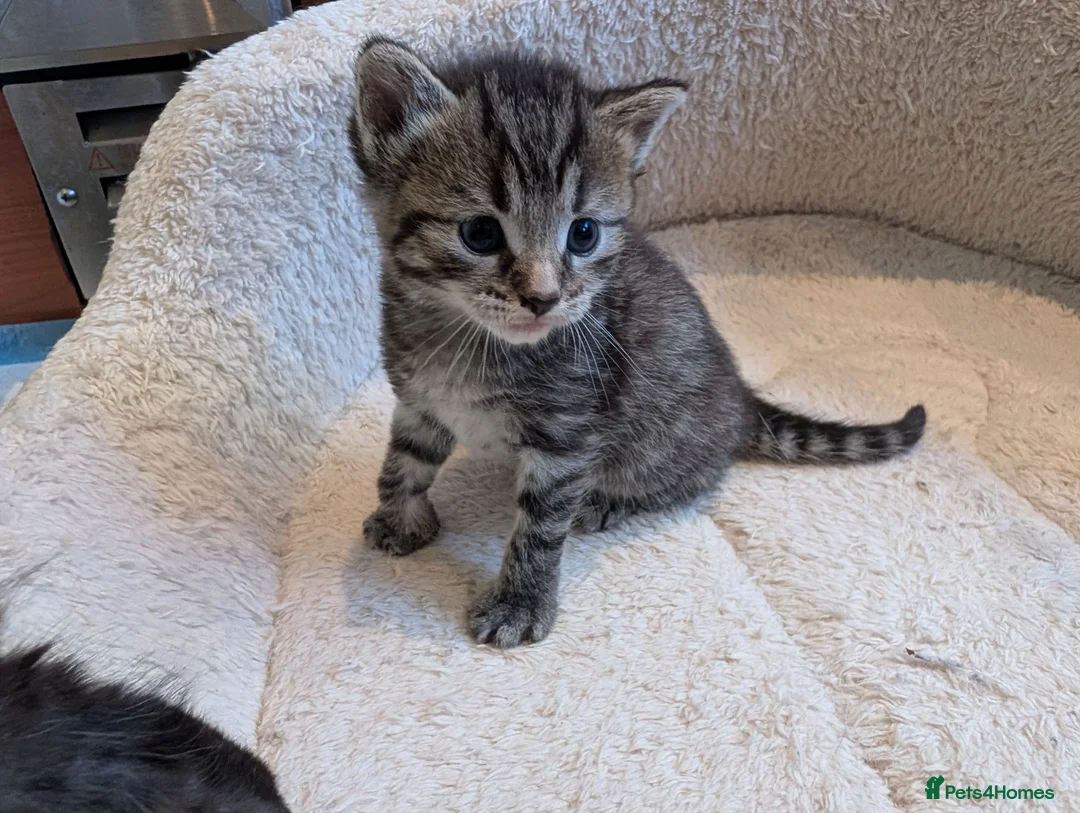 Mixed Breed cats for sale: Maine Coon x British Shorthair - Advert 2