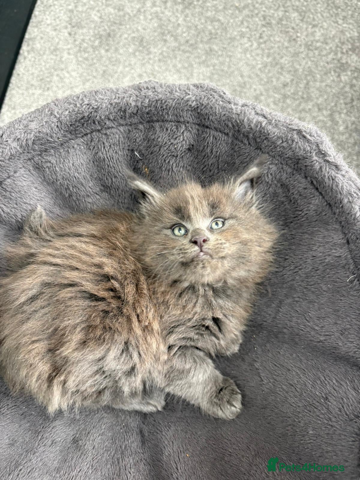 Maine Coon cats Tica Reg Maine Coon Kittens - Advert 3