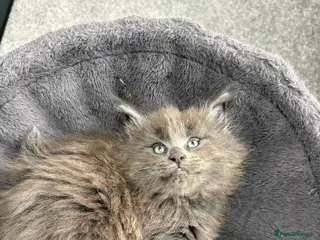 Maine Coon cats Tica Reg Maine Coon Kittens - Advert 3