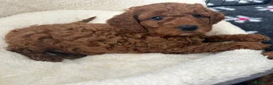 Cavapoo 2