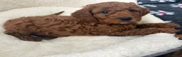 Cavapoo dogs for sale: Outstanding Teddy Bears  - Advert 12