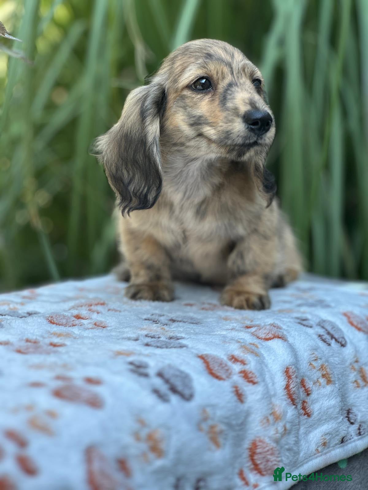 Miniature Dachshund dogs KC mini longhaired brindle dachshunds  - Advert 7