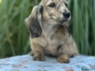 Miniature Dachshund dogs KC mini longhaired brindle dachshunds - Advert 7