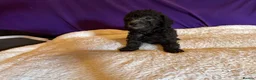 Toy Poodle dogs for sale: GORGEOUS Toy Poodles, DNA health tested parents  - Advert 23