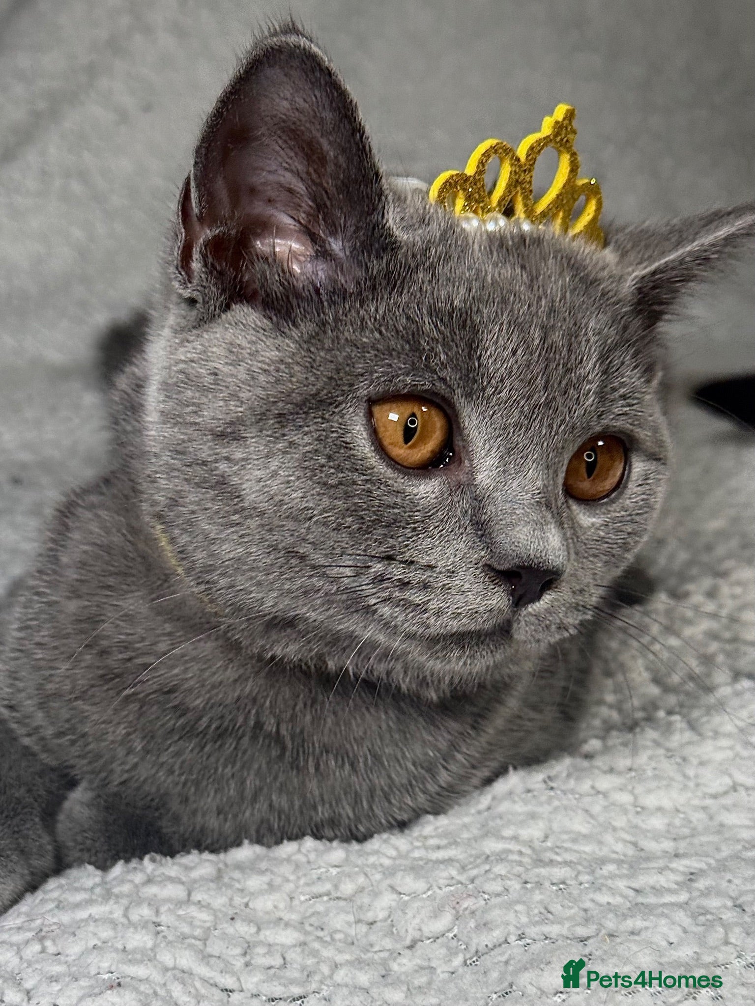 British Shorthair cats BIG Discount!! Stunning British Shorthairs kittens - Advert 2