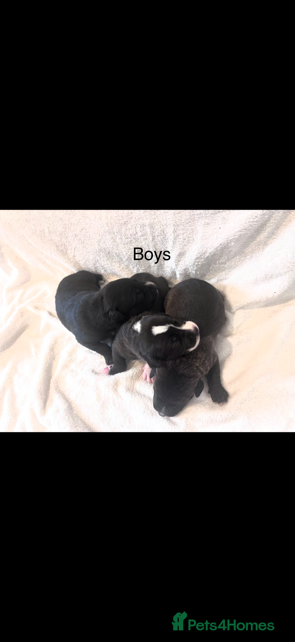 Mixed Breed dogs for sale: Staff Cross Puppies  in Towcester - Advert 5