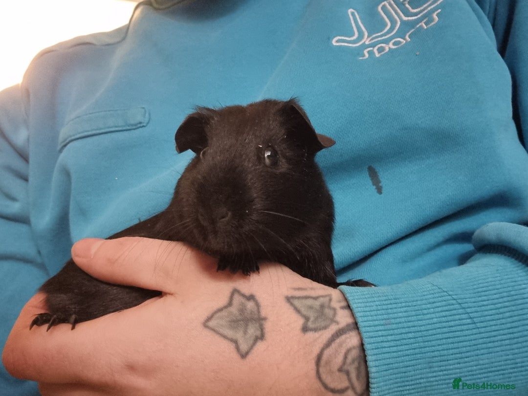 Guinea Pig rodents for sale: Pair of Male Guinea Pigs  - Image 11