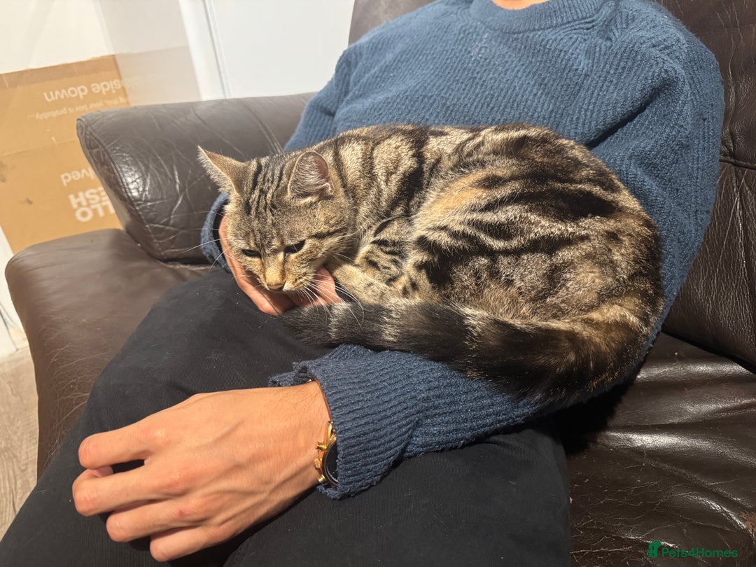 Domestic Shorthair cats for sale: Lovely tabby cat for adoption - Image 3