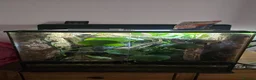 Gecko reptiles for sale: Female crested gecko + setup in Worthing - Advert 2