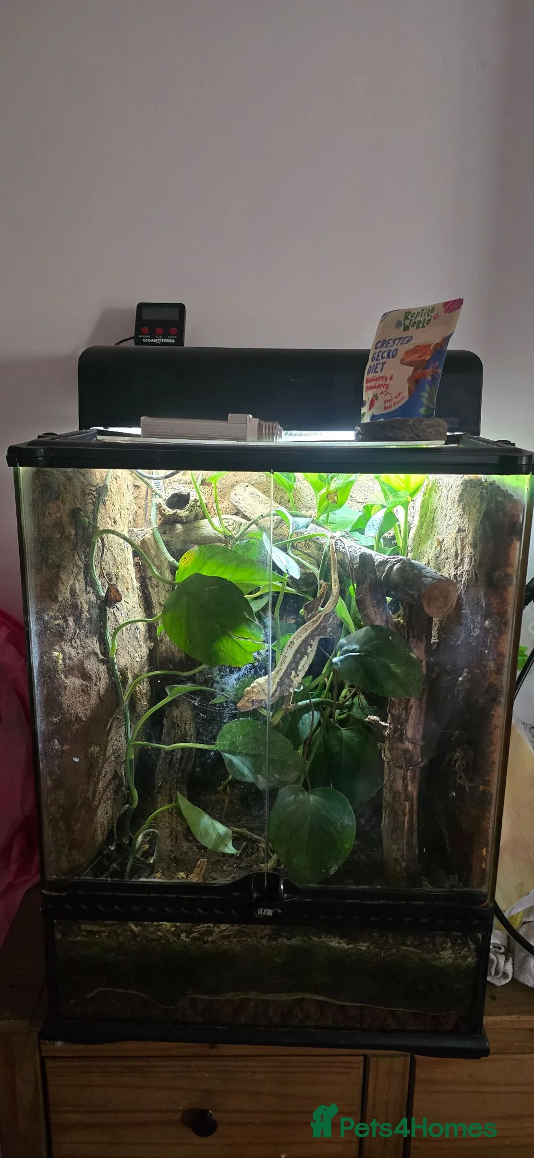 Gecko reptiles for sale: Female crested gecko + setup in Worthing - Advert 2