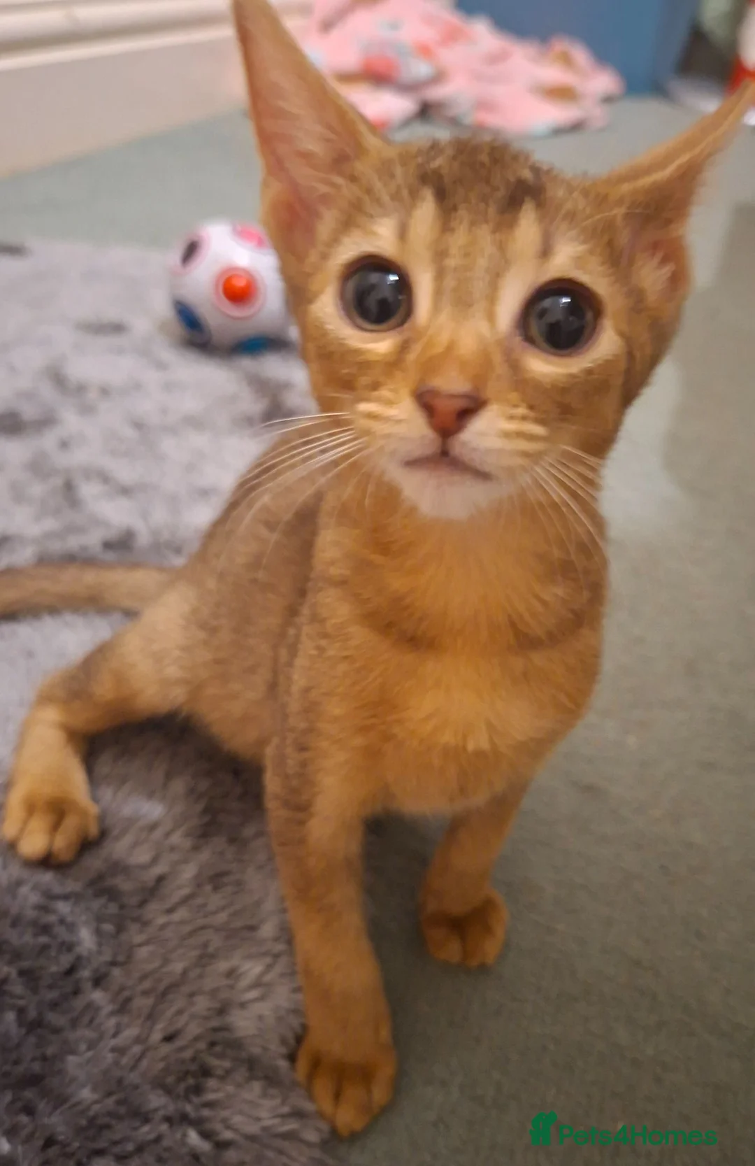 Mixed Breed cats for sale: Kittens looking for new homes - Advert 2