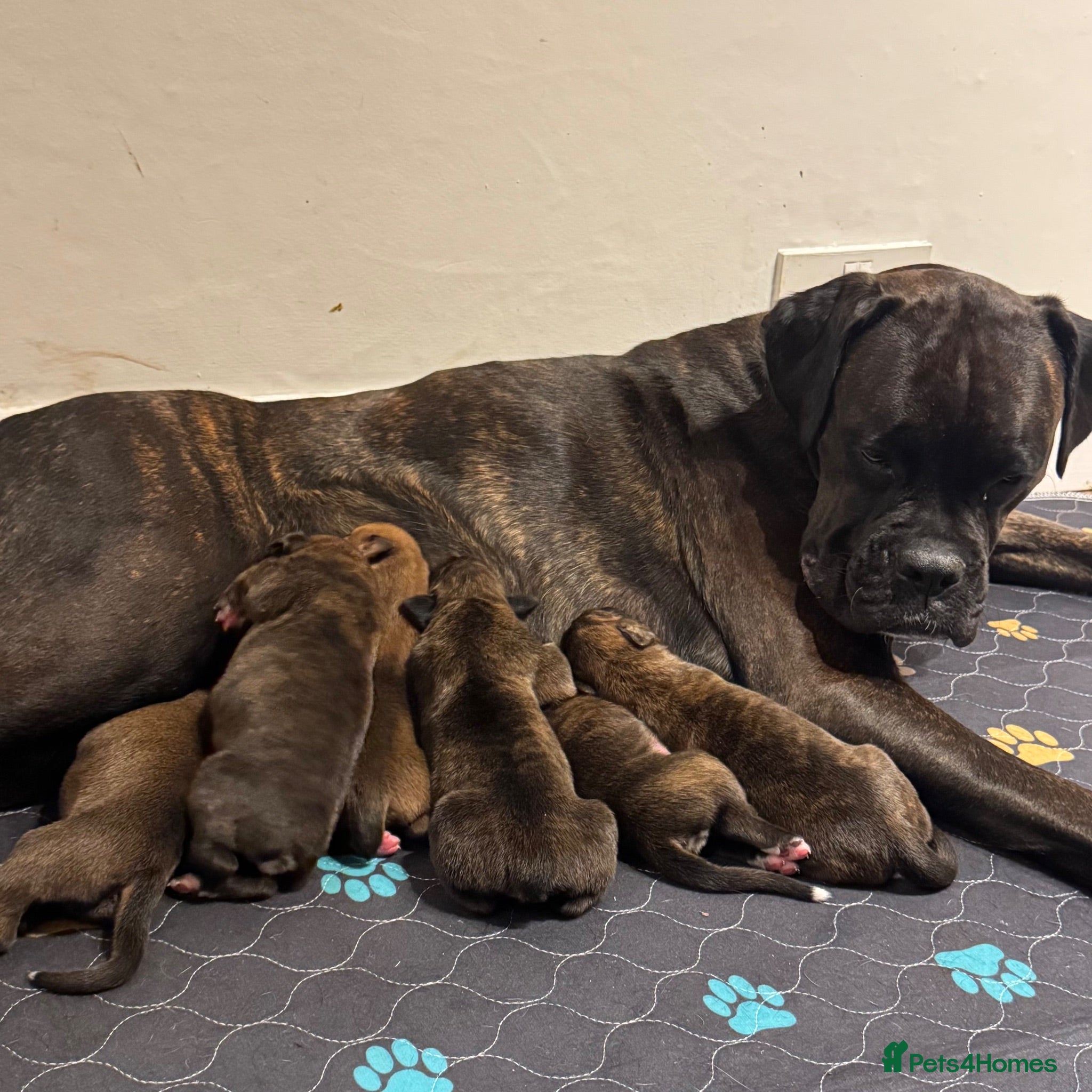 Boxer dogs KC Registered Boxer Puppies – Ready to Reserve - Advert 2