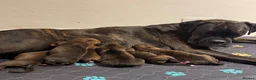 Boxer dogs for sale: KC Registered Boxer Puppies – Ready to Reserve - Advert 5