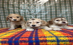 Cockapoo dogs for sale: Cockapoo puppies beautiful colours  - Image 4