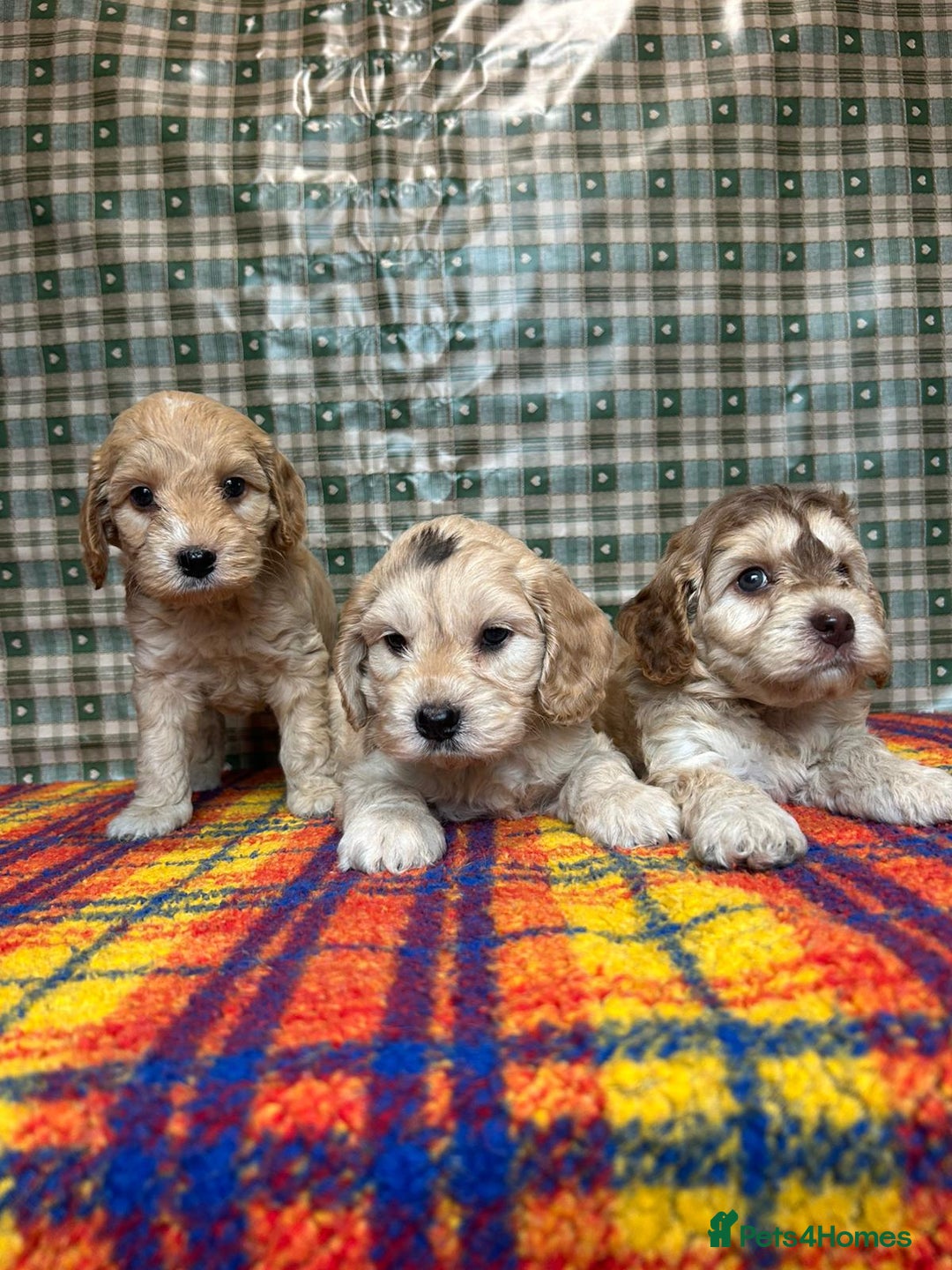 Cockapoo dogs for sale: Cockapoo puppies beautiful colours  - Image 4