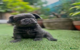 French Bulldog dogs for sale: Fluffy French bulldog - Image 3
