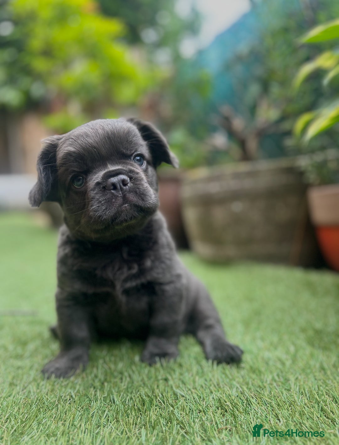 French Bulldog dogs for sale: Fluffy French bulldog - Image 3