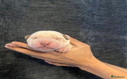 Shar Pei dogs for sale: Shar-pei Puppies - Advert 3