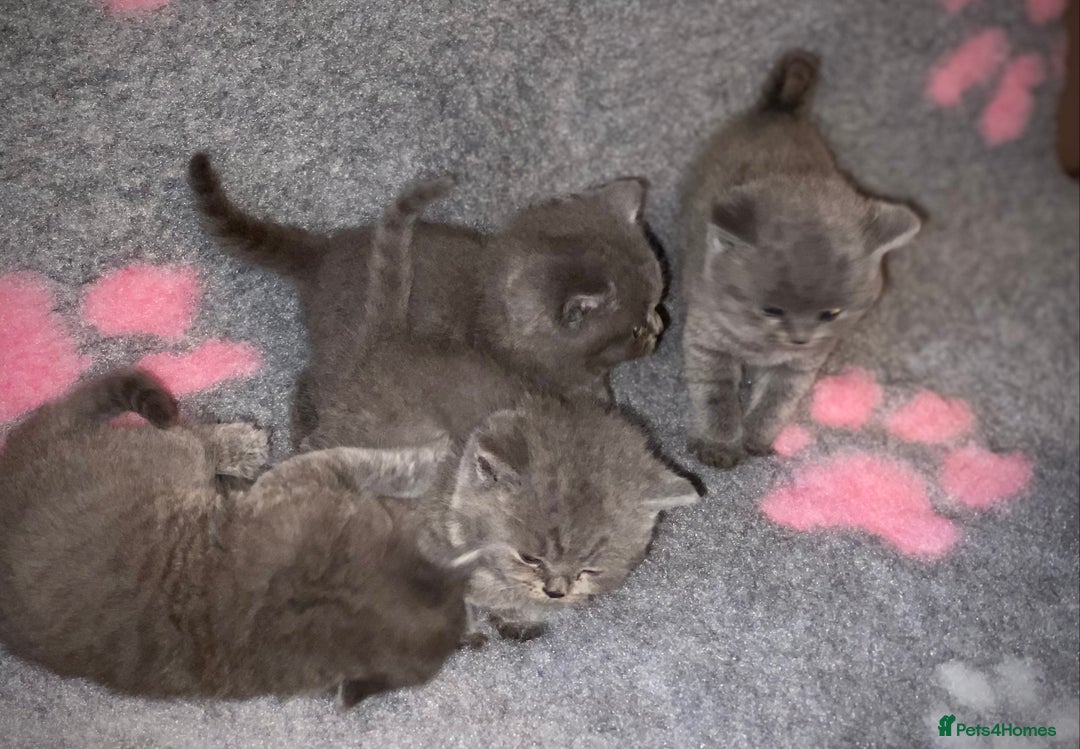 British Shorthair cats for sale: Gorgeous BSH kittens  - Advert 6