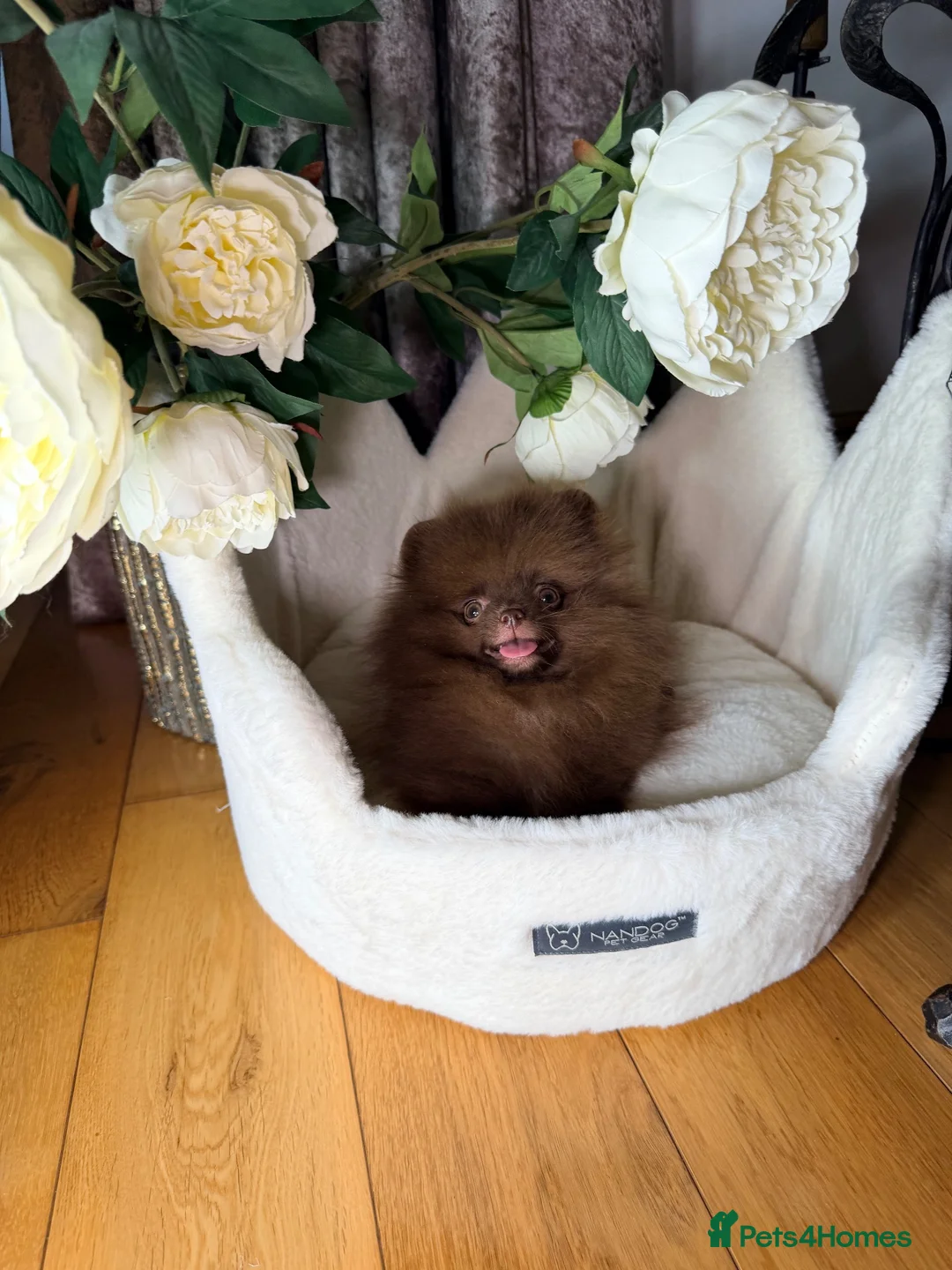 Pomeranian dogs for sale: Chocolate Pomeranian Girl and boys - Advert 1