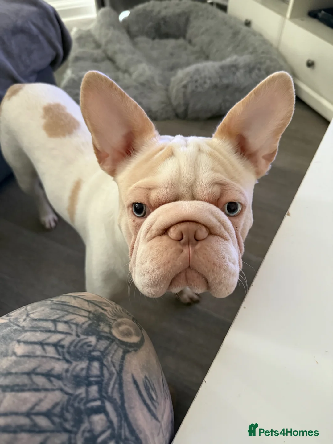French Bulldog dogs for sale: Stanley  - Advert 3