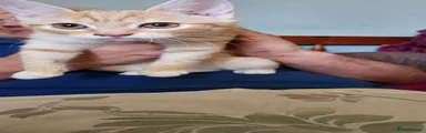 British Shorthair 2