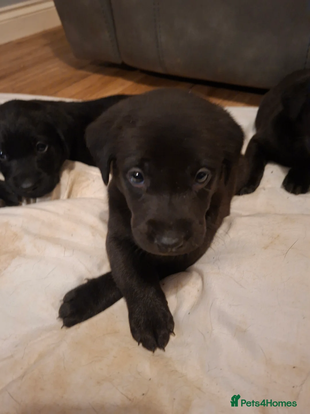 Labrador Retriever dogs for sale: KC reg black labrador  - Advert 14