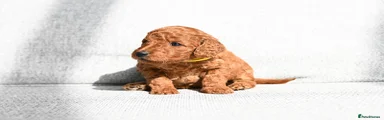 Mini Goldendoodle Puppy 5