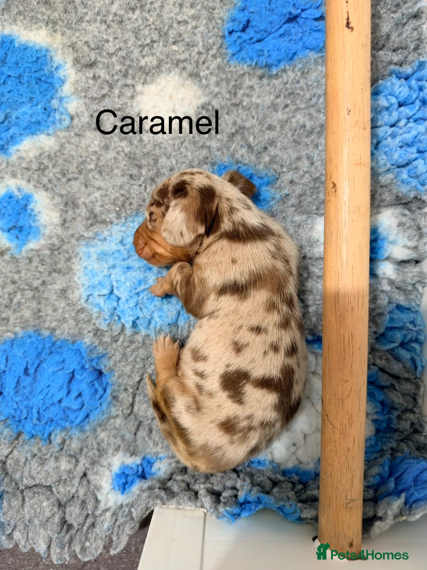 Miniature Dachshund dogs 🤍miniture dachshunds smooth coat 3 left🤍 - Advert 16