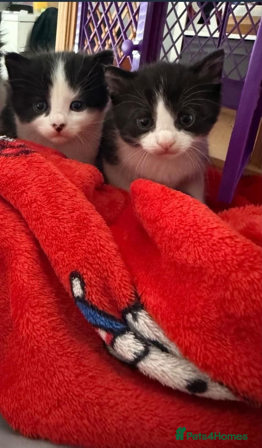 Mixed Breed cats Kittens for sale  - Advert 5