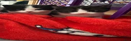 Mixed Breed cats for sale: Kittens for sale  in Sutton - Advert 1
