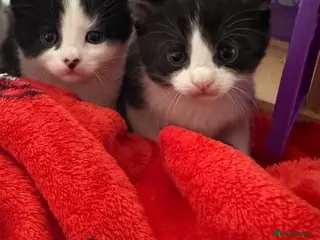Mixed Breed cats Kittens for sale - Advert 5