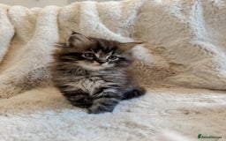 Maine Coon cats for sale: Maine Coon x Ragdoll Mix Kittens  Ready 27 Aug! 🐾 - Image 6