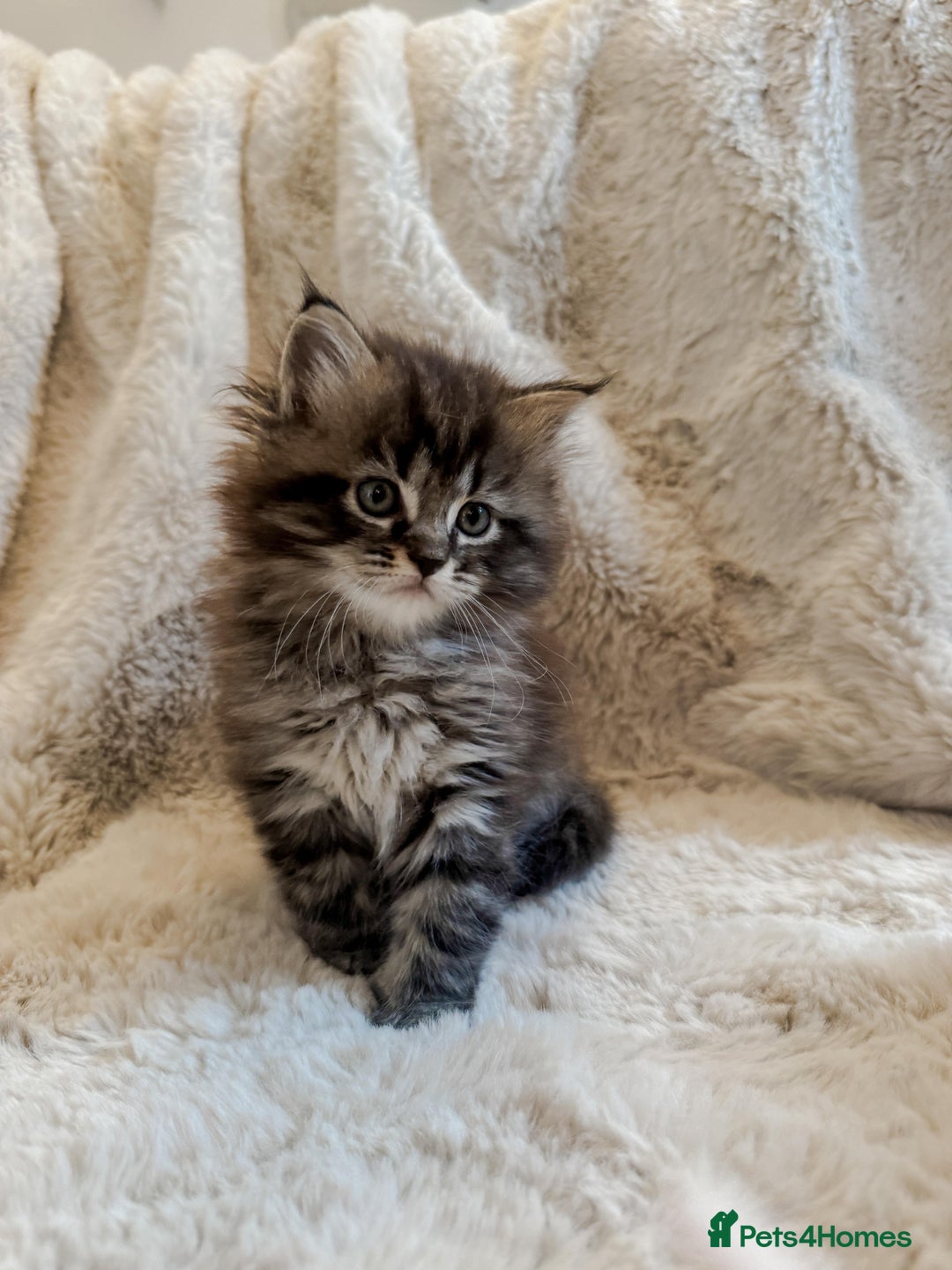 Maine Coon cats for sale: Maine Coon x Ragdoll Mix Kittens  Ready 27 Aug! 🐾 - Image 6