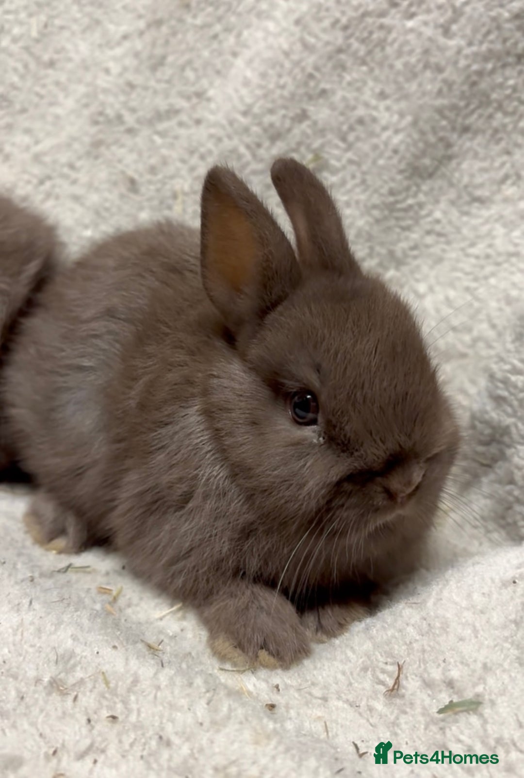 Netherland Dwarf rabbits for sale: 1 beautiful male chocolate netherland - Advert 1