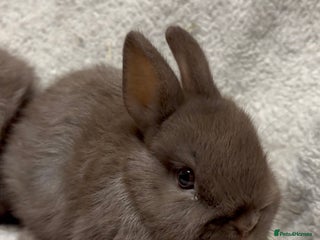 Netherland Dwarf rabbits 1 beautiful male chocolate netherland - Advert 1