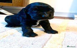 Cocker Spaniel dogs for sale: COCKER SPANIELS - Advert 5