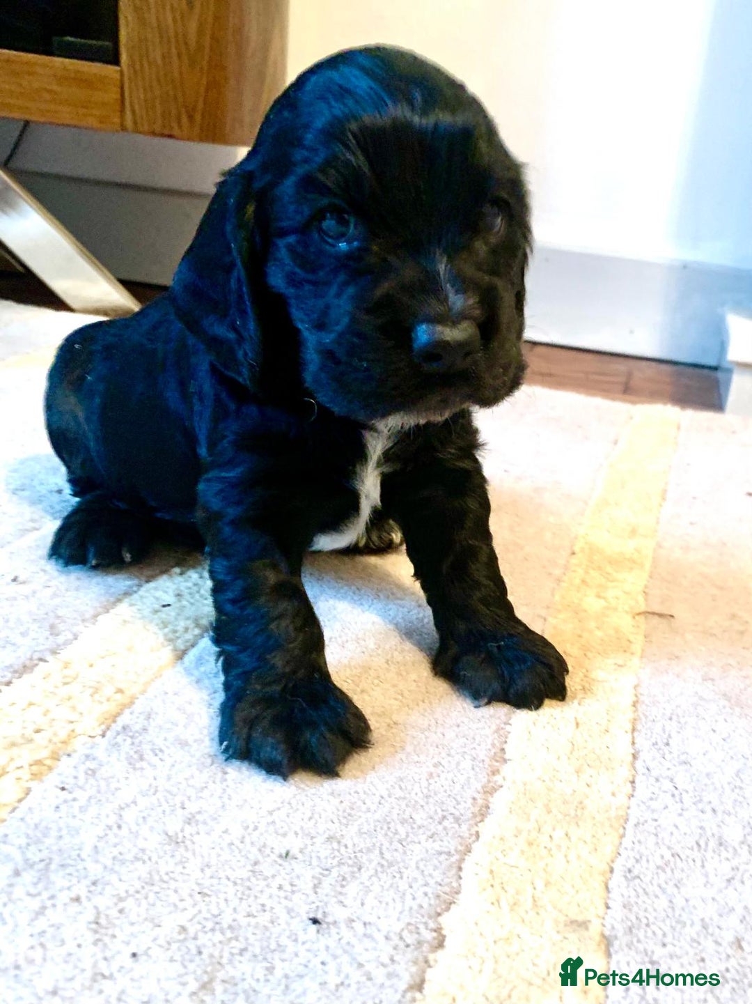 Cocker Spaniel dogs for sale: COCKER SPANIELS - Advert 5