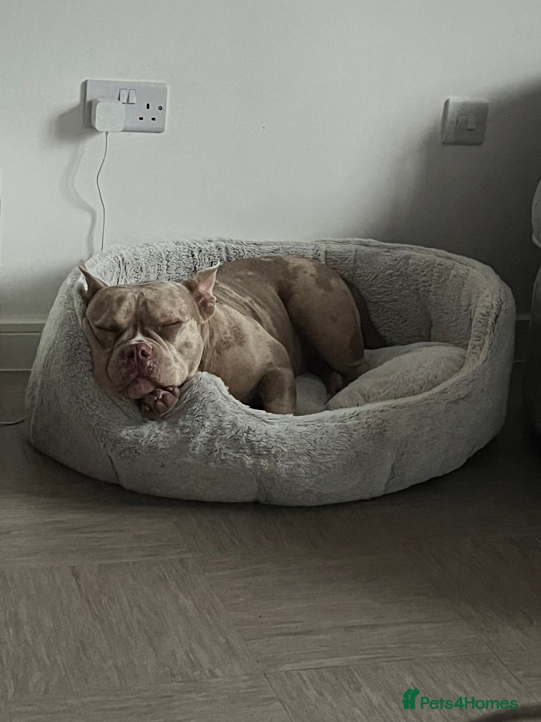 Mixed Breed dogs for sale: Pocket bully coco - Image 5