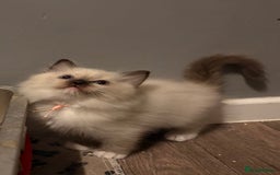 Ragdoll cats for sale: Tica European Ragdoll kittens  - Image 6