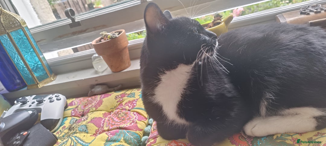 Mixed Breed cats for sale: 1 year old male cat needs rehomed - Image 2