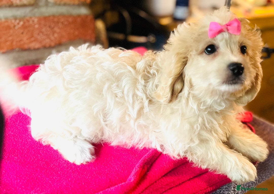Cavapoo dogs for sale: 🩷F1b CREAM CAVAPOO GIRL~ ALL VACCINES INC. 🩷 - Image 5